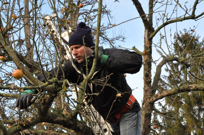 Gepflegte Obstbäume für Erfurt: Obstbaumschnittseminar im NaturErlebnisGarten Fuchsfarm Mann schneidet Äste.