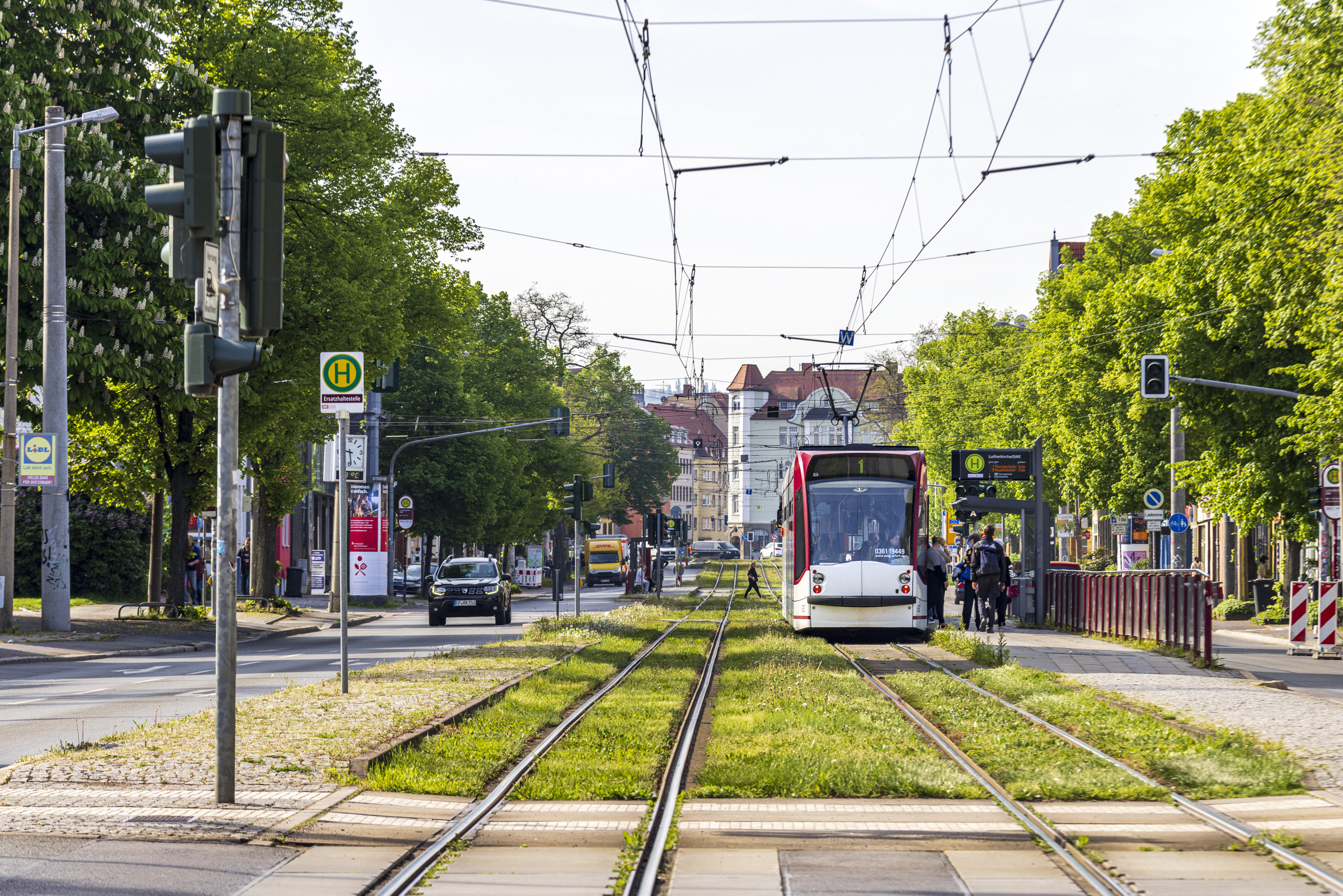 Foto: Straßenbahn © Stadtverwaltung Erfurt Eine Straßenbahn an einer Haltestelle mit Gras und Bäumen