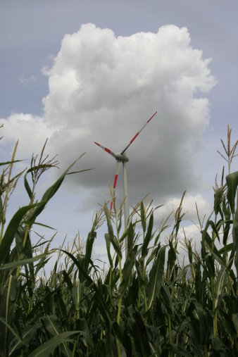 Foto: Windkraftanlage bei Frienstedt © Stadtverwaltung Erfurt / Herr Ludwig einzelne Windkraftanlage bei Frienstedt, im Vorgergrund hochgewachsener Mais auf einem Acker