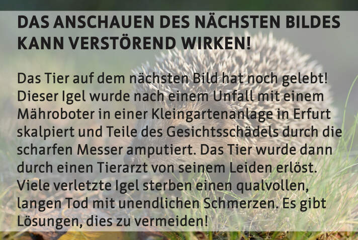 Das Anschauen des nächsten Bildes kann verstörend wirken.