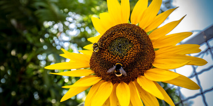 Zwei Insekten auf einer Blüte