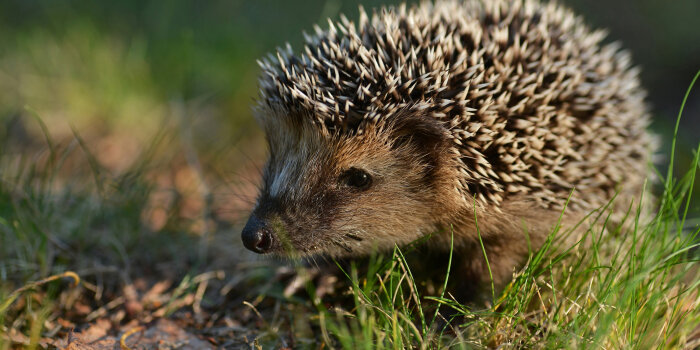 Der Igel in seinem natürlichen Lebensraum.