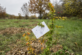 Baum mit Schild