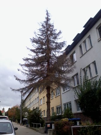 Nadelbaum steht an Straßenrand vor Reihenhaus.