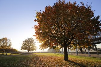 Ein Altbaum erstrahlt in den Farben des Herbstes bei untergehender Sonne. 