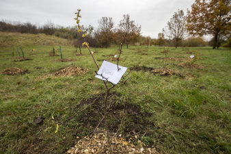 Baum mit Schild.