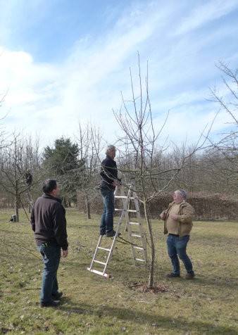 Foto: Gepflegte Obstbäume für Erfurt © Stadtverwaltung Erfurt Drei Männer auf Obstwiese.