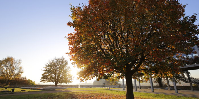 Ein Altbaum erstrahlt in den Farben des Herbstes bei untergehender Sonne. 