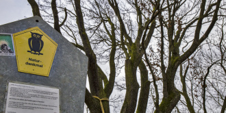 Die Eiche ist sicher: Das Naturdenkmal hat einen hohen Wert für den Natur- und Artenschutz