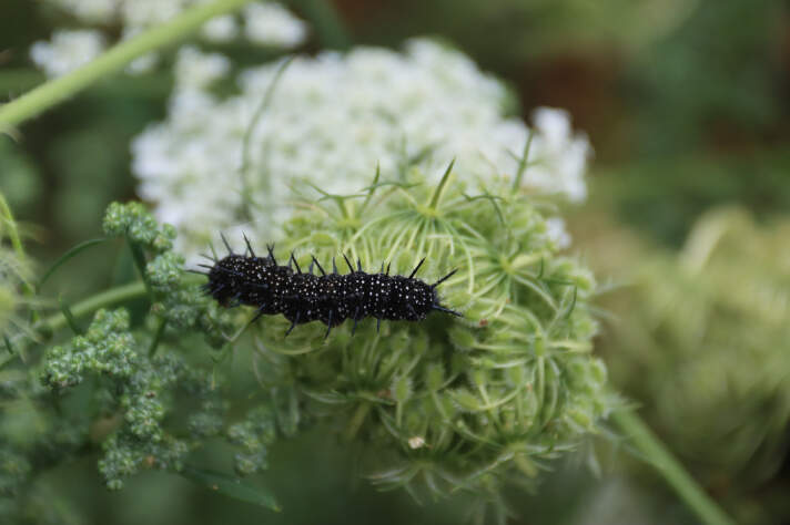 Insekten in Nahaufnahme