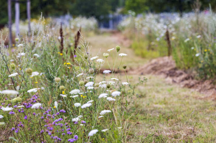 Eine Blühwiese für Bienen mit verschiedenen blühenden Pflanzen