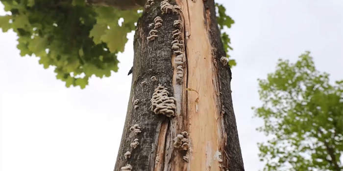 Ein von Pilzen befallener Baum