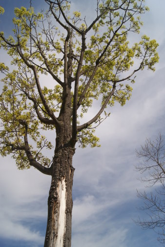 Abgeplatzte Rinde an einem Baum, der noch marginal Blätter besitzt.