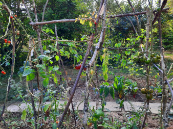 Tomatenpflanzen in einem Gemüsebeet