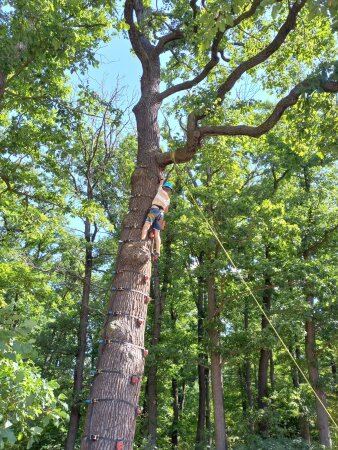 ein Kind klettert einen Baum hinauf