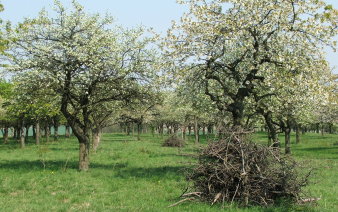 Das Bild zeigt eine blühende Streuobstwiese. Unter einzelnen Bäumen ist der zu Haufen geschichtete Baumverschnitt abgelegt.