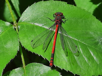 eine rote Libelle sitzt auf einem grünen Blatt