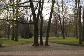 Drei Bäume mitten auf einem Weg, im Hintergrund mehrere Bäume.