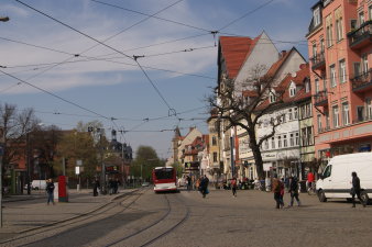 großer Baum vor Häuserzeile