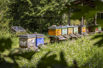 auf einer Wiese stehen mehrere kastenförmige Behausungen für Bienen