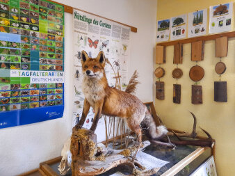 Ausstellungsstück Fuchs