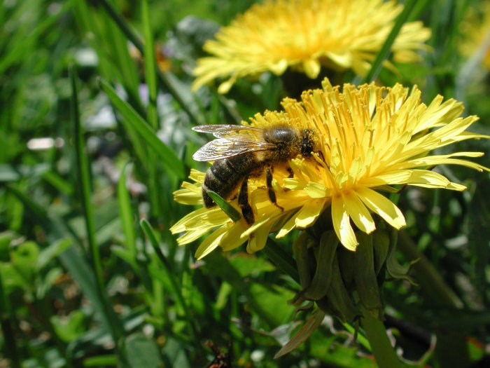 Der Gewöhnliche Löwenzahn bietet Insekten aller Art ein sehr reiches Pollenangebot Biene auf Löwenzahn