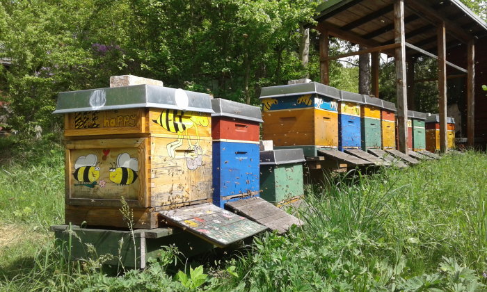 Bienen auf der Fuchsfarm Bienenhäuser auf Wiese