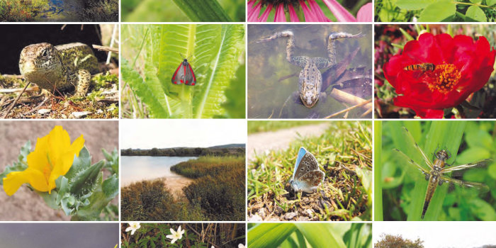 Collage mit verschiedenen Naturaufnahmen