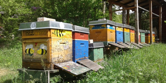 Bienenhäuser auf Wiese