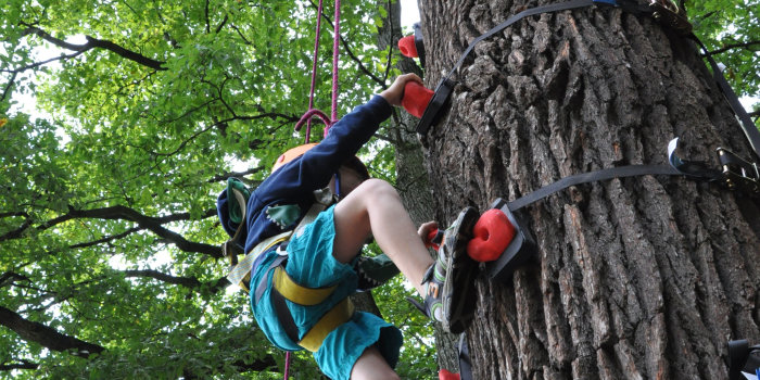 Mit fachmännischer Sicherung erklimmt ein junger Besucher den Kletterparkur entlang eines Baumstammes.