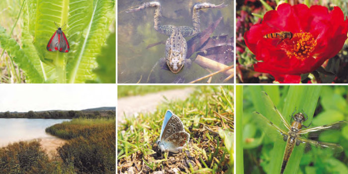 Collage mit verschiedenen Naturaufnahmen