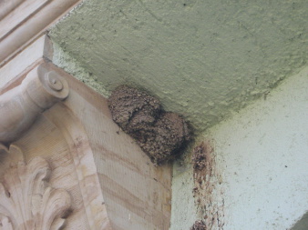 Mehlschwalbennest in einer Hausfassade