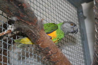Ein Mohrenkopf-Papagei