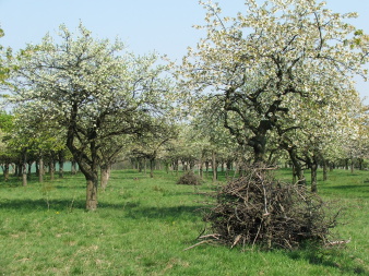 blühende Streuobstwiese, Unter einzelnen Bäumen ist der zu Haufen geschichtete Baumverschnitt abgelegt.