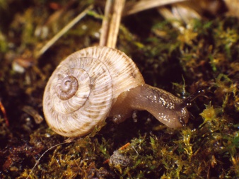 eine Zwergheideschnecke