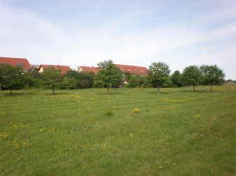 Obstbäume und andere Gehölze als grüner Gürtel, im Vordergrund Wiese