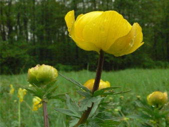 Trollblume gelb blühend.