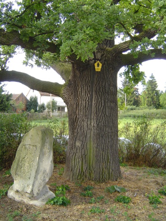 Ein unter Naturschutz stehender Solitärbaum.