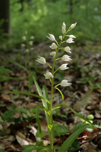 Das Foto zeigt eine schützenswerte blühende Orchidee.Hier die Orchidee mit Namen Langblättriges Waldvöglein. Der Schutz der einheimischen Orchideen gehört zu den klassischen Aufgaben des ehrenamtlichen Naturschutzes. 