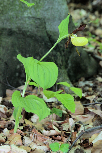 Pflanze mit gelber Blüte auf mit Blättern belegtem Waldboden.