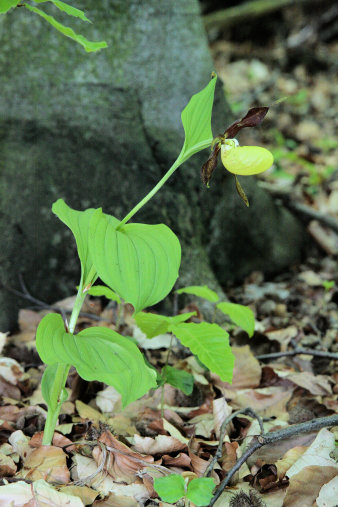 Pflanze mit gelber Blüte auf mit Blättern belegtem Waldboden.