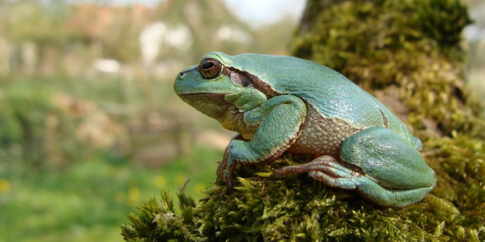 Grüner Frosch auf moosbedecktem Baumstumpf.