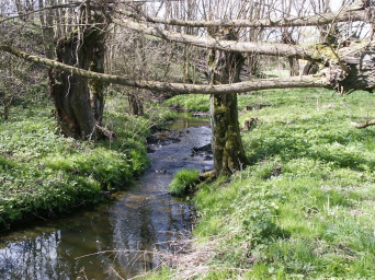 Das Foto zeigt eine durch den Bach durchzogene grüne sowie urwüchsige Landschaft mit flankierenden Bäumen.