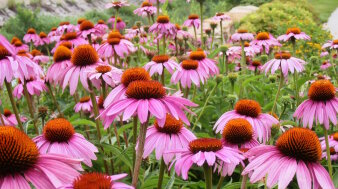 Purpurnen Blüten der Sonnenhüte in einem Staudenbeet.