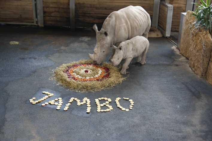 Nashorn Mama Numbi und ihr Sprössling verspeisen eine große Torte aus Rüben, Möhren, Stroh und Äpfeln.