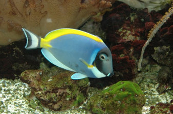 Foto: Weißkehl-Doktorfisch © Stadtverwaltung Erfurt Weißkehl-Doktorfisch