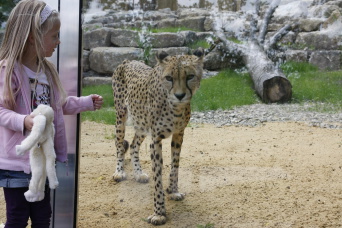 Die fünfjährige Lina war eine der Ersten, die den Geparden im Zoopark Erfurt aus nächster Nähe betrachten konnte.