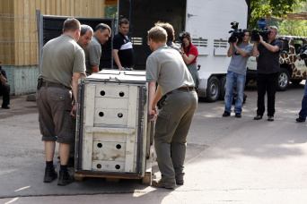 Foto - Transport von Mischlingslöwen