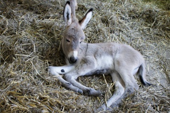 Foto - Waldeselnachwuchs im Erfurter Zoopark