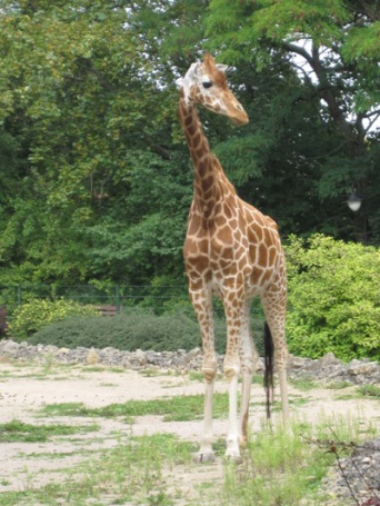 Giraffe Gunda im Gehege im Jahr 2011
